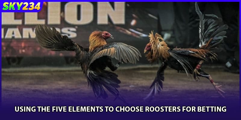 Using the Five Elements to choose roosters for betting